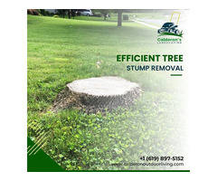 Expert Tree Stump Removal Services in San Diego - Remove Stumps Efficiently