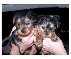 Adorable Yorkie Puppies Available For Sale