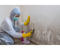 Premier Mold Inspection in West Palm Beach