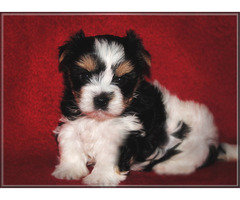 Mini Biewer Yorkshire Terrier Puppies