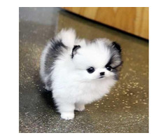 MINI Pomeranian SpitzBoo Puppy