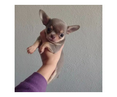 Purebred, sweet Chihuahua puppies