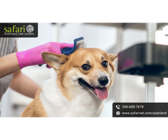 Affordable Pet Grooming Services in Pearland, TX – What to Look For!